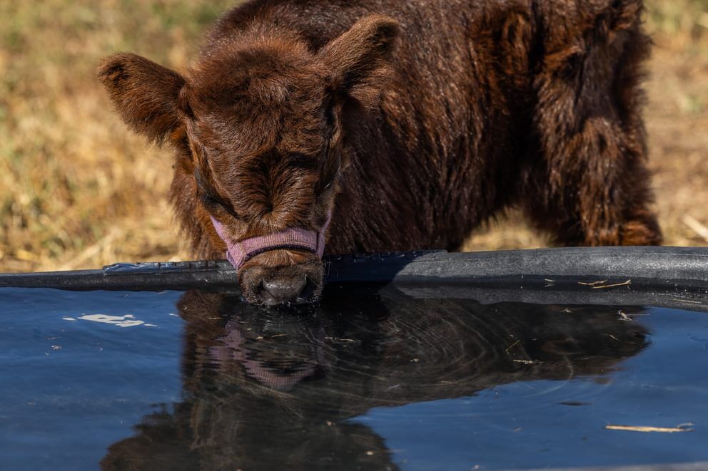Tarter DuraTough Poly Stock Tank, 300-Gal