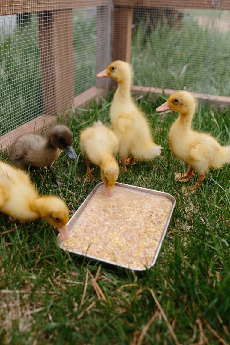 Scratch & Peck Feeds Organic Starter Mash, 10-Lb