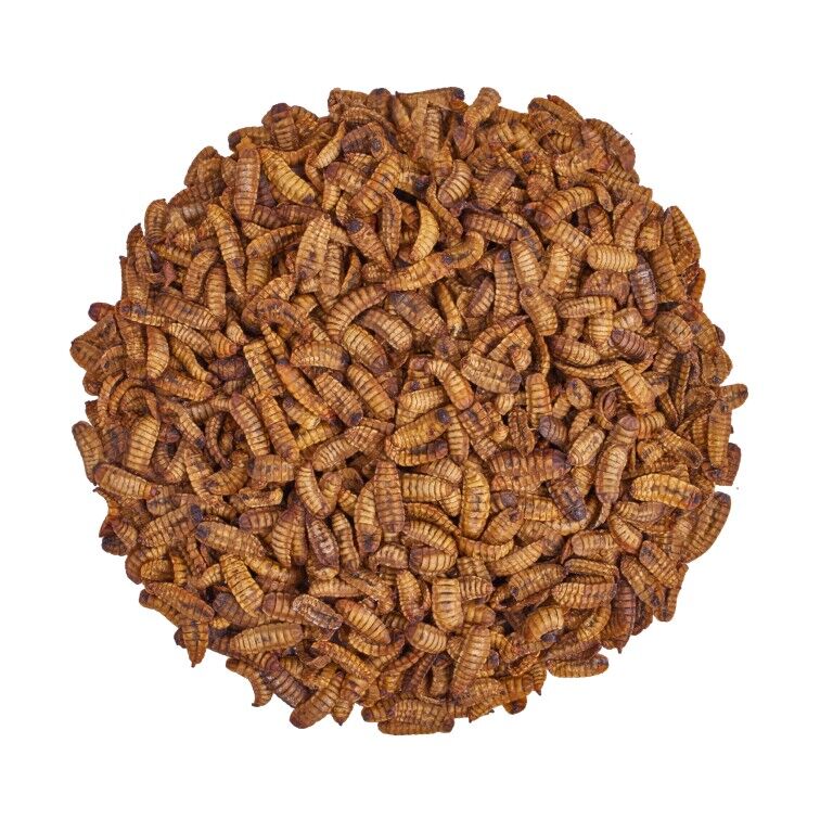 Scratch & Peck Feeds Cluckin' Good Grubs, 1.25-Lb