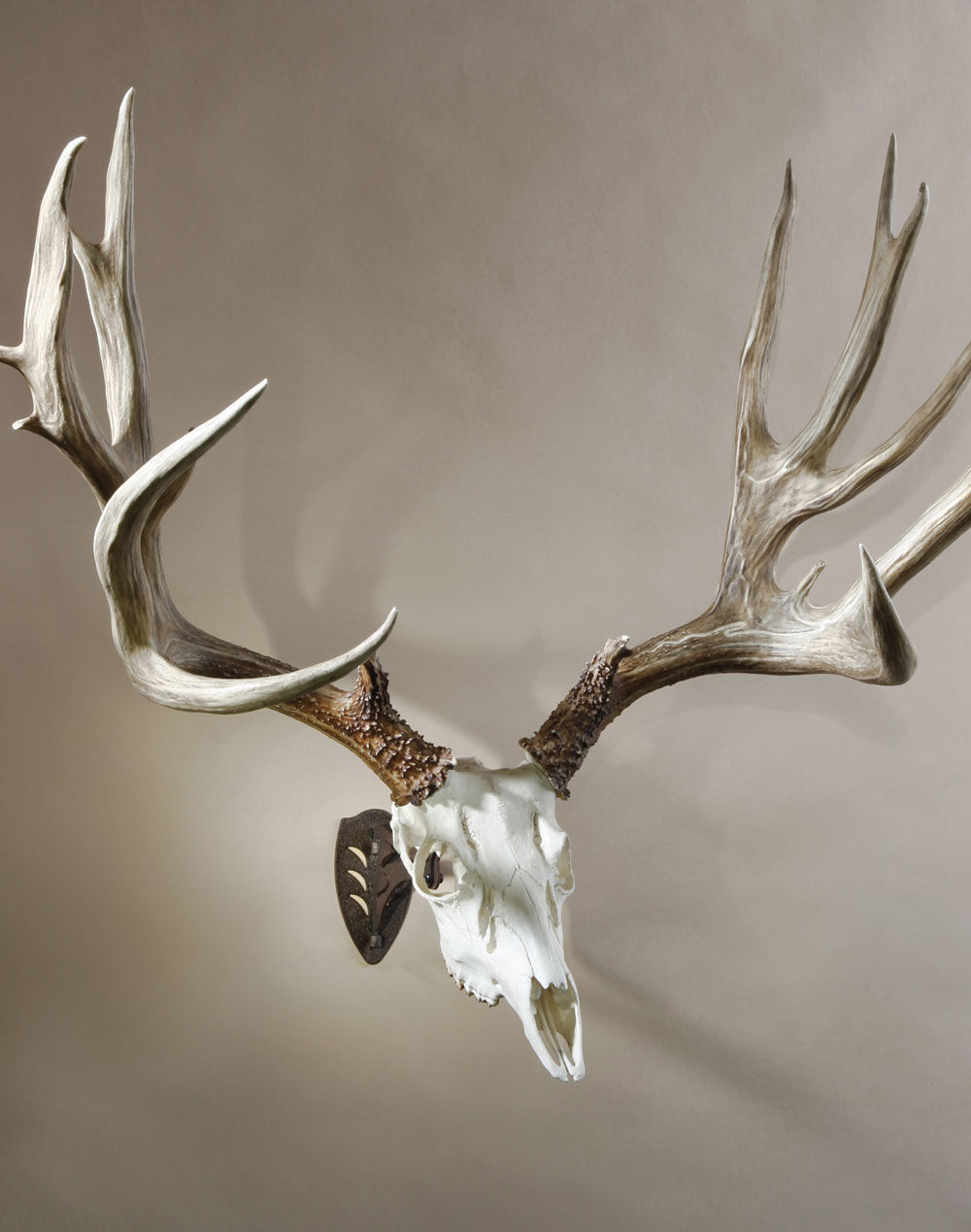 Skull Hooker Black Little Hooker Small/Medium Game Mount