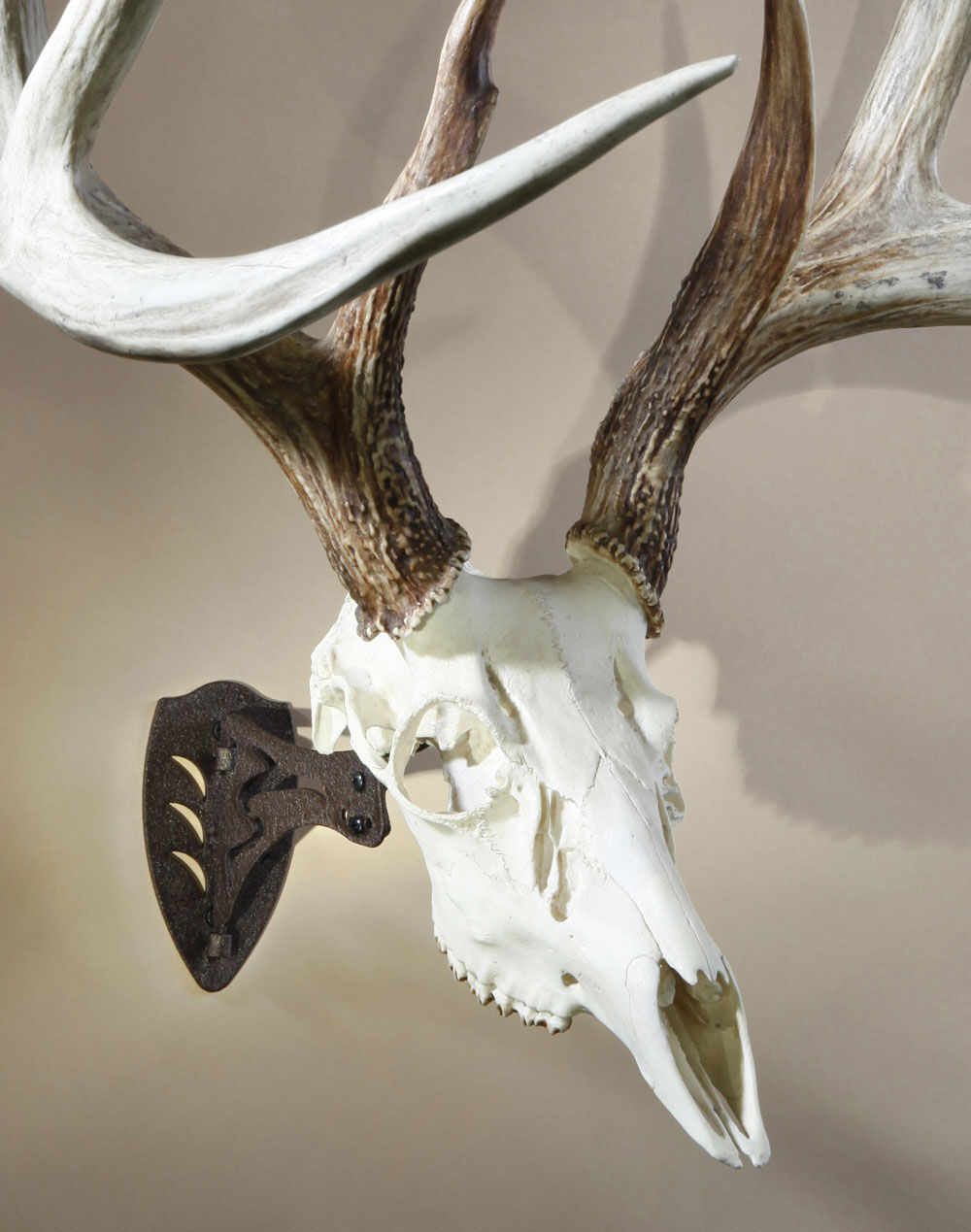 Skull Hooker Black Little Hooker Small/Medium Game Mount