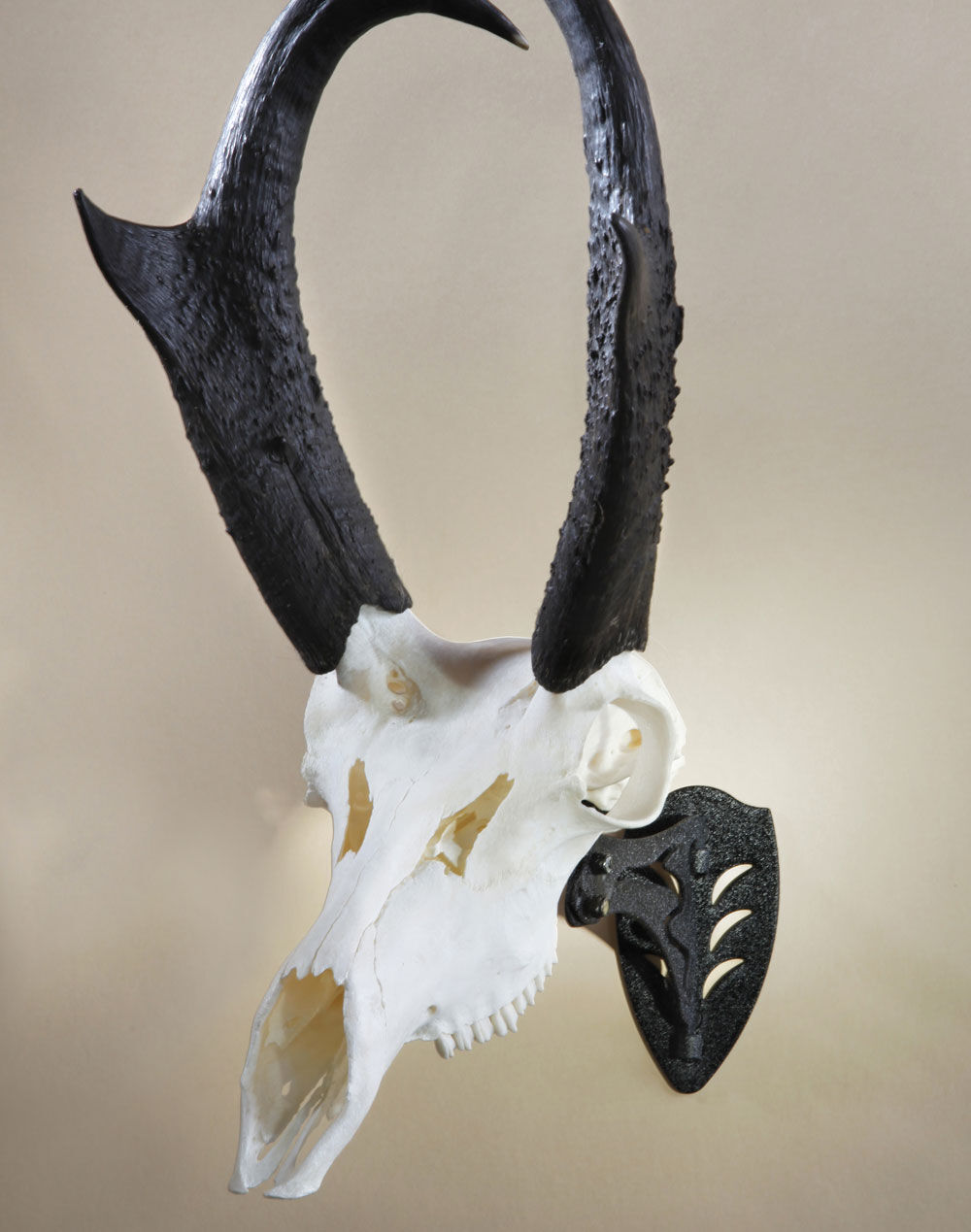 Skull Hooker Black Little Hooker Small/Medium Game Mount