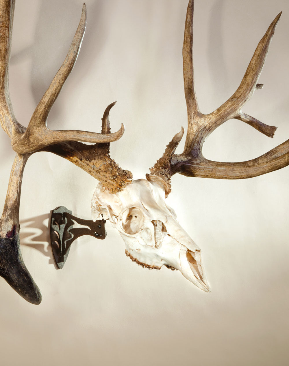 Skull Hooker Black Little Hooker Small/Medium Game Mount