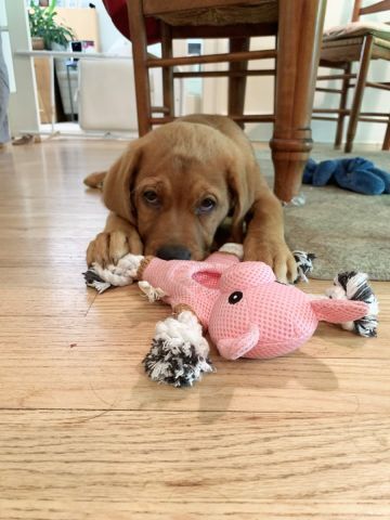 Territory Pet Piggy 2-In-I Dog Toy