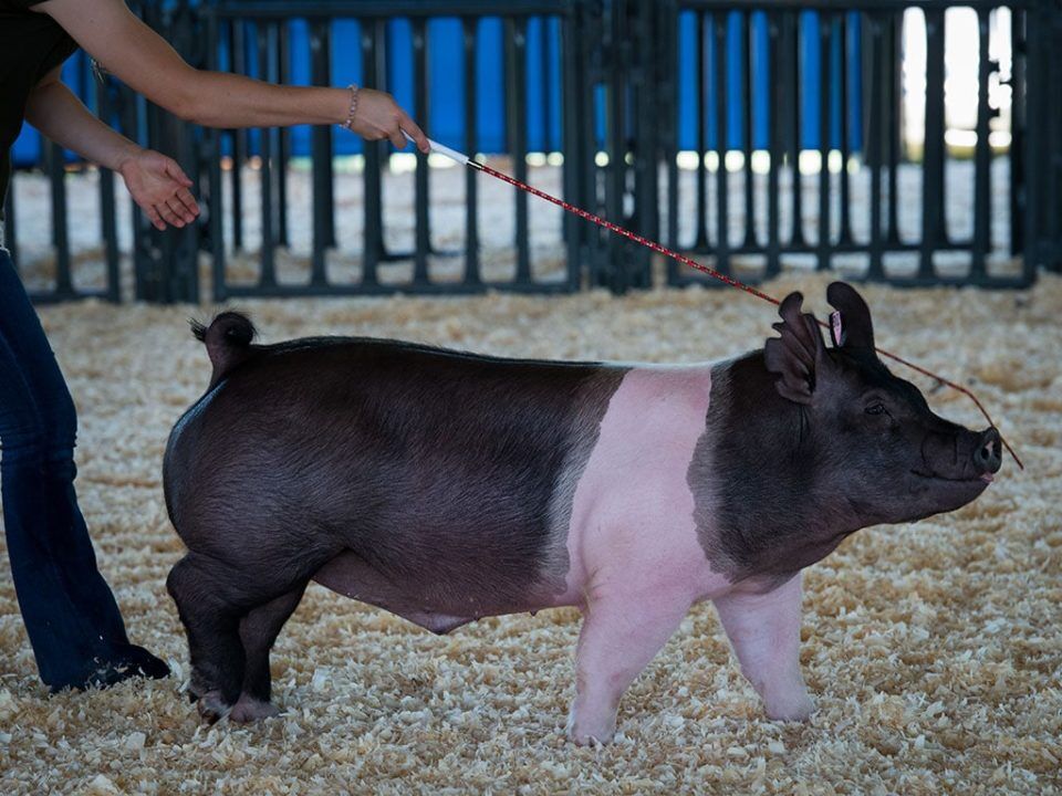 U.S. Whip DW Series Pig Whip Assorted Colors, 39-In                 