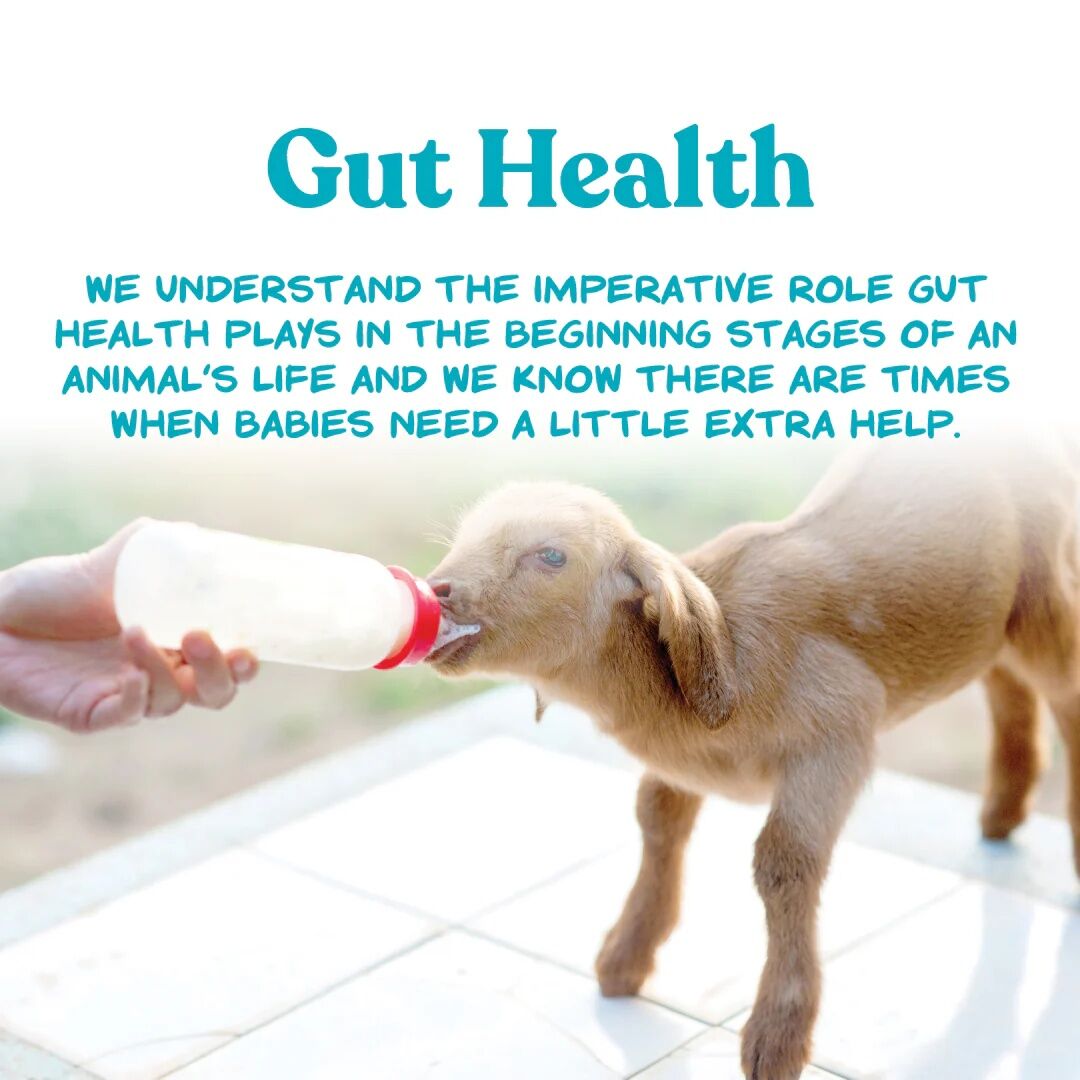 Manna Pro Kid Milk Replacer, 4-Lb