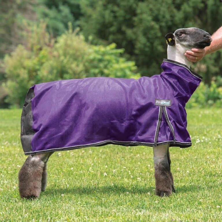 Weaver Livestock Purple Sheep Blanket With Reflective Piping And Mesh Butt, Medium