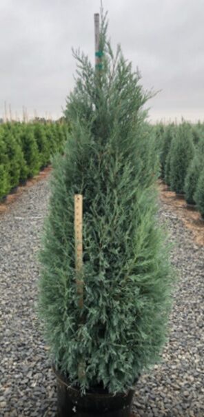 Woodburn Nursery Assorted Juniper #1