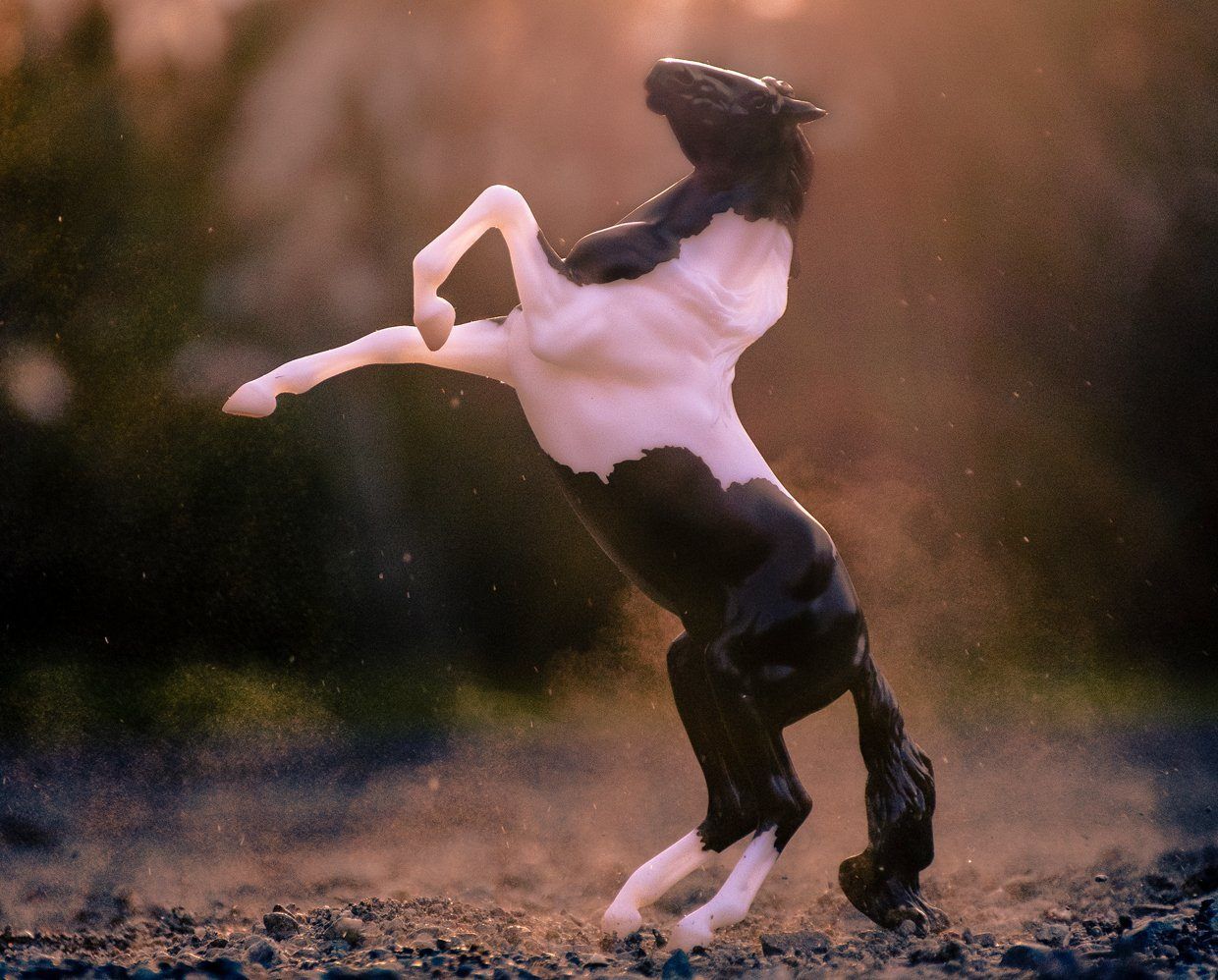 Black Pinto Rearing Mustang Horse