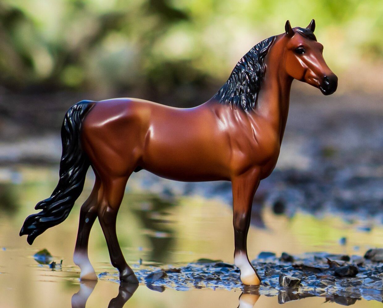 Bright Bay Morgan Horse
