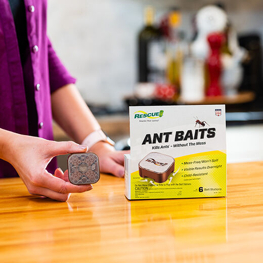 Ant Bait Stations, 6-Ct