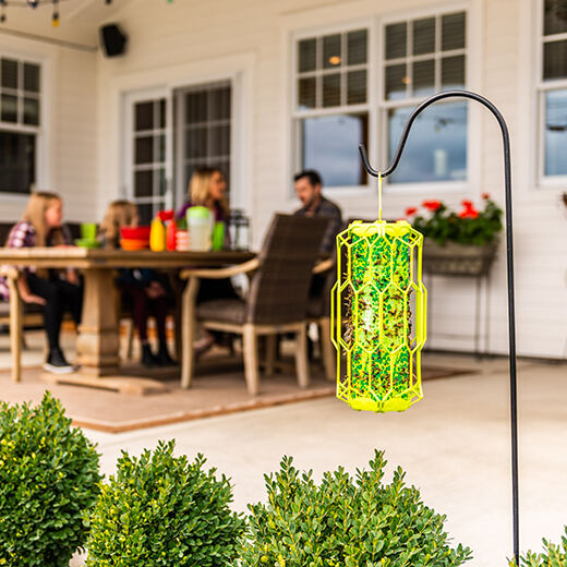 Disposable Wasp TrapStik®