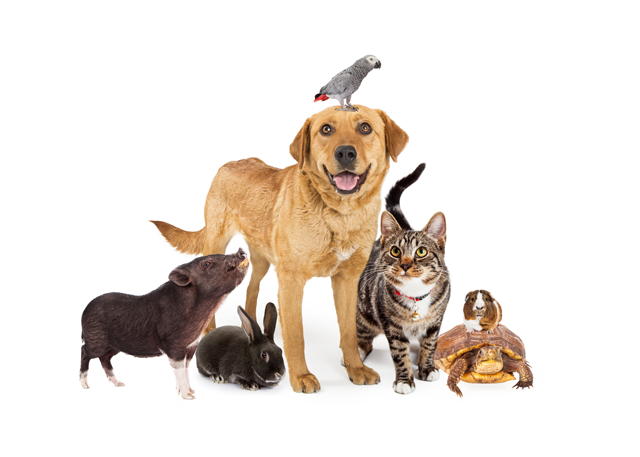 Group of house pets - navigate to Coastal's main Pet & Animal page.