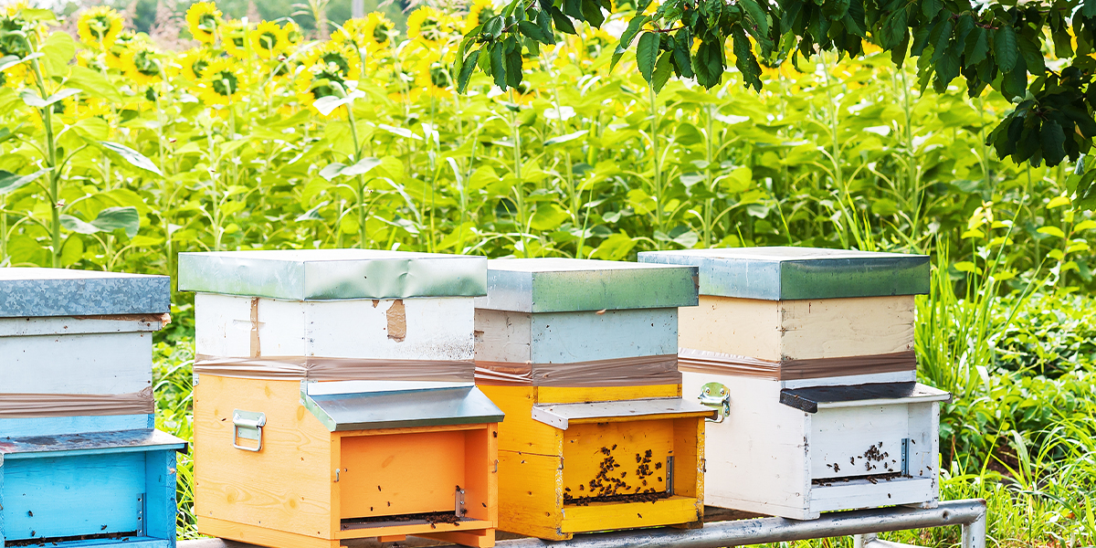 Happiness is a Box of Plants - Green Garden Buzz