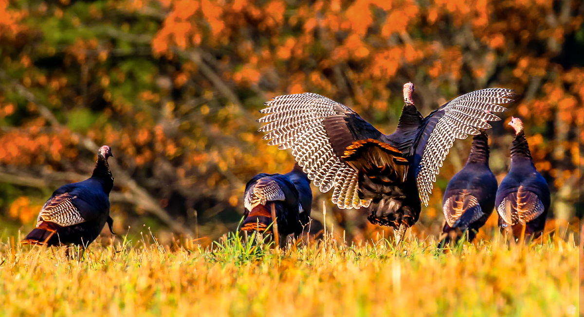 Inflation Busters: Hunting for Your Thanksgiving Turkey