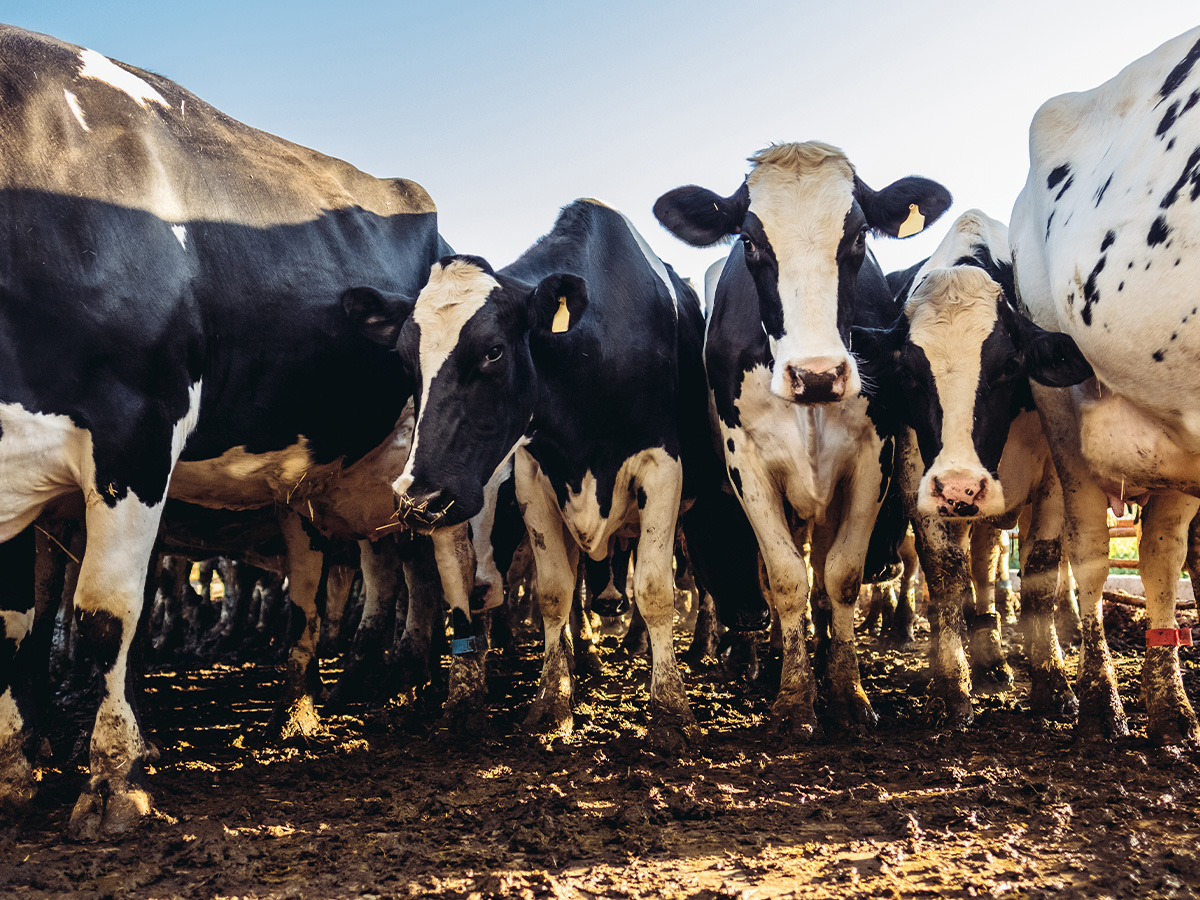 Tips for keeping cattle feeding areas clean