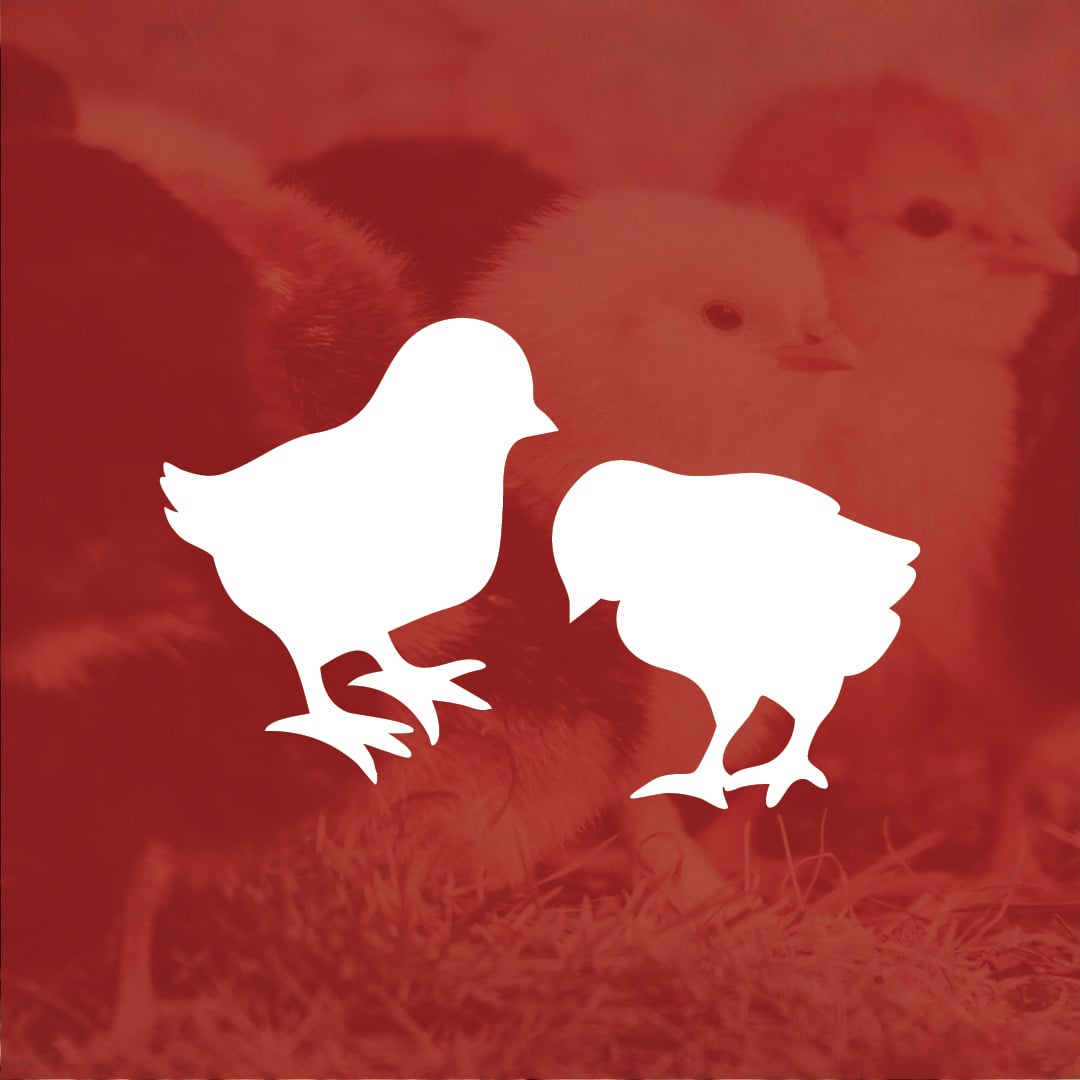 Chicks