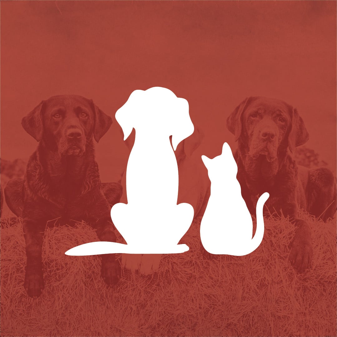 Pets
